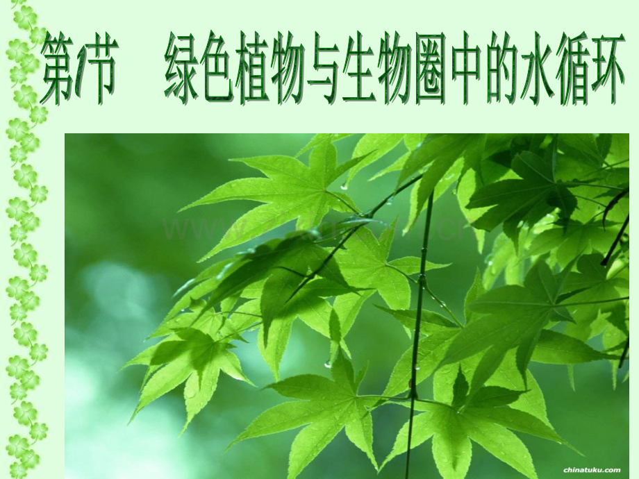 八年级生物绿色植物与生物圈中的水循环.pptx_第1页