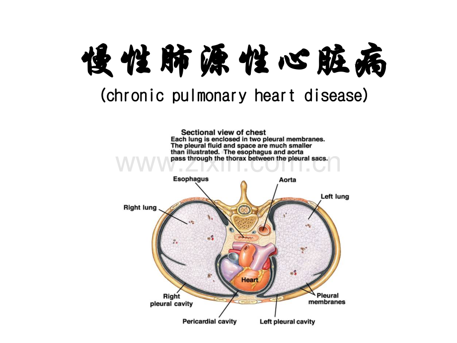 慢性肺源性心脏病护理.pptx_第1页