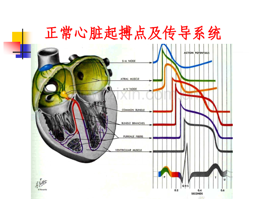 心律失常的射频消融治疗新进展.pptx_第2页