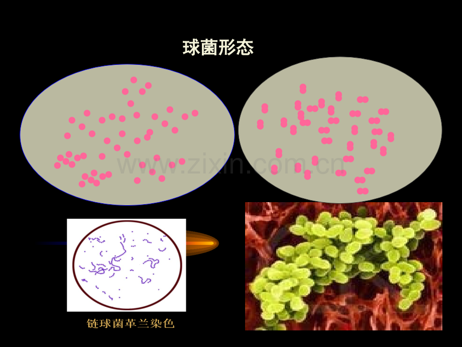 微生物-细菌.pptx_第3页