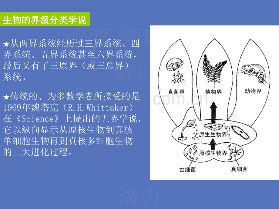 微生物分类鉴定及命名.pptx_第3页