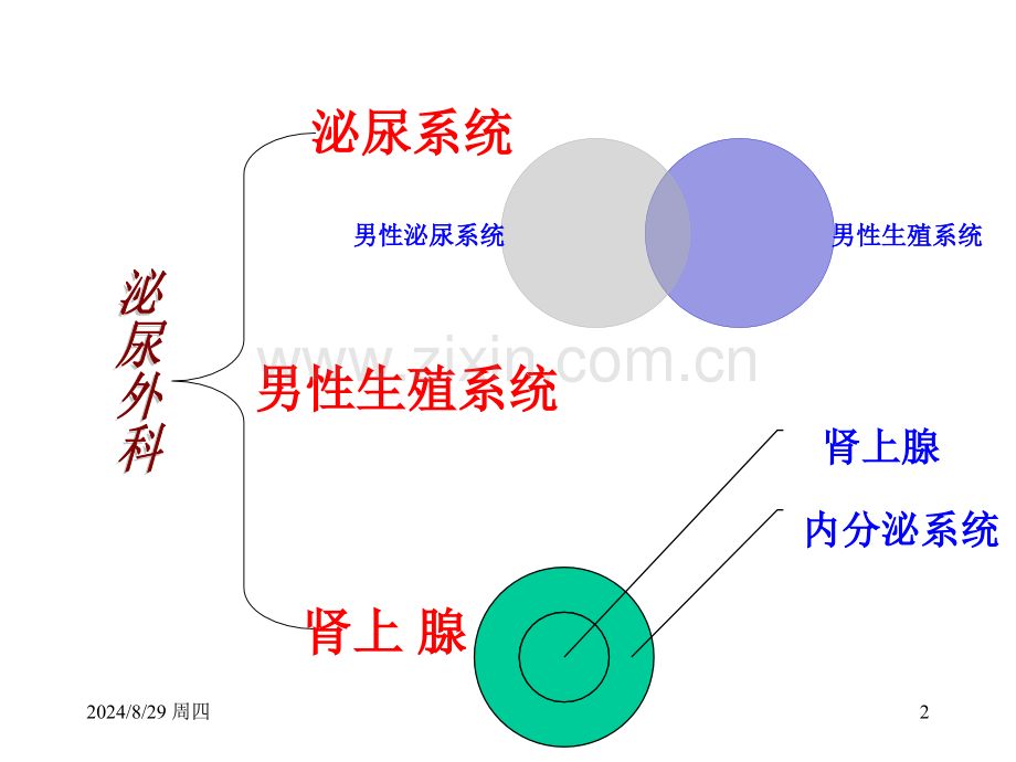 泌尿外科解剖学.pptx_第2页