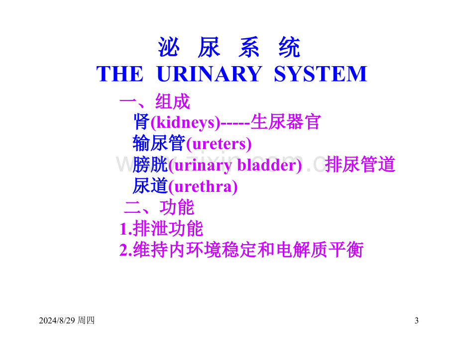 泌尿外科解剖学.pptx_第3页