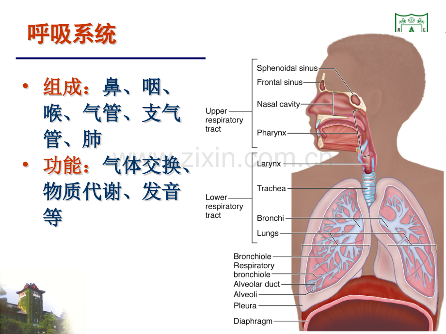 呼吸系统组织学5.pptx_第1页