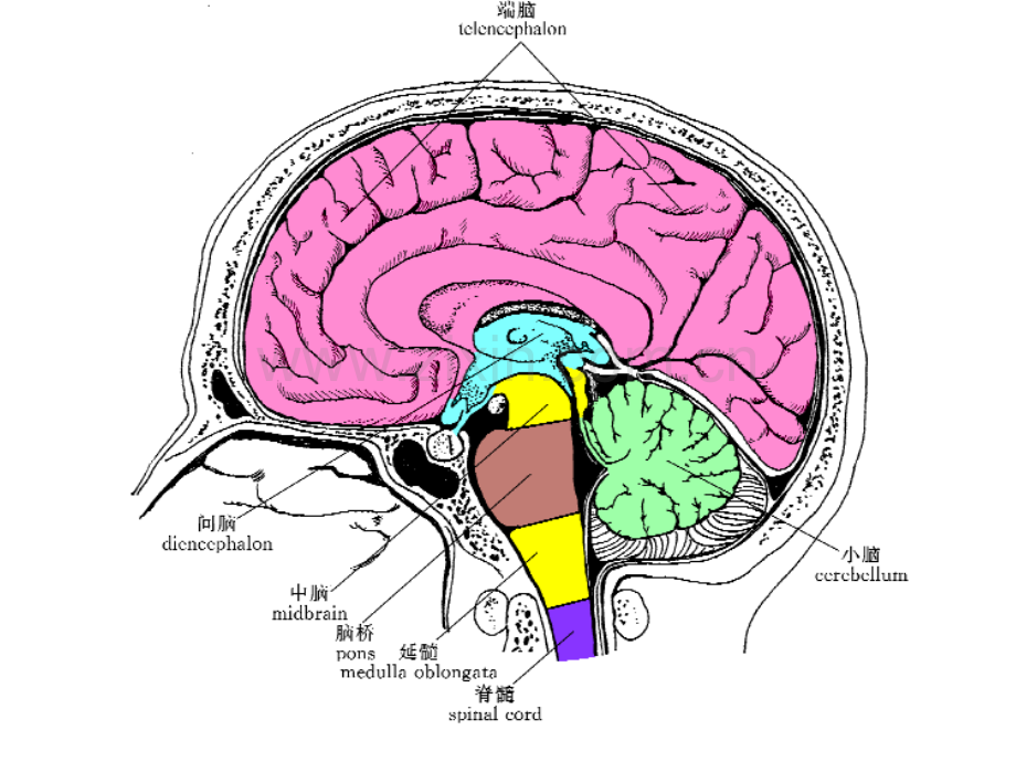小脑间脑系统解剖学.pptx_第3页
