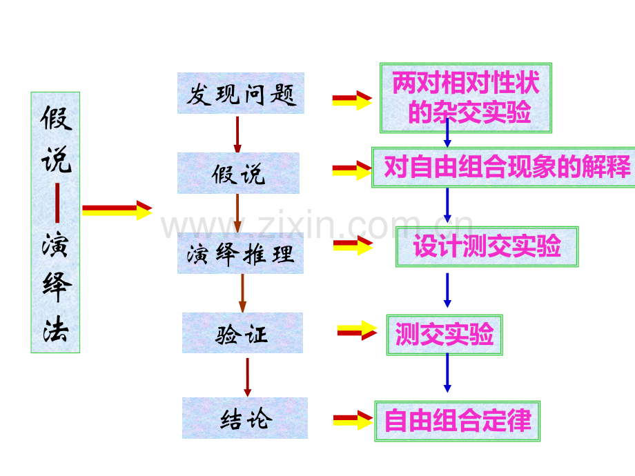 孟德尔的豌豆杂交实验(二)--经典.pptx_第3页