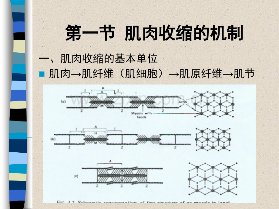 宰后肉的变化.pptx_第3页