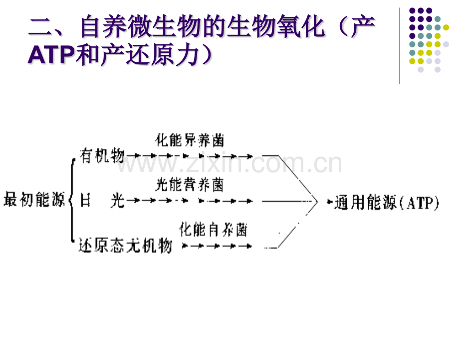 微生物的新陈代谢23.pptx_第3页