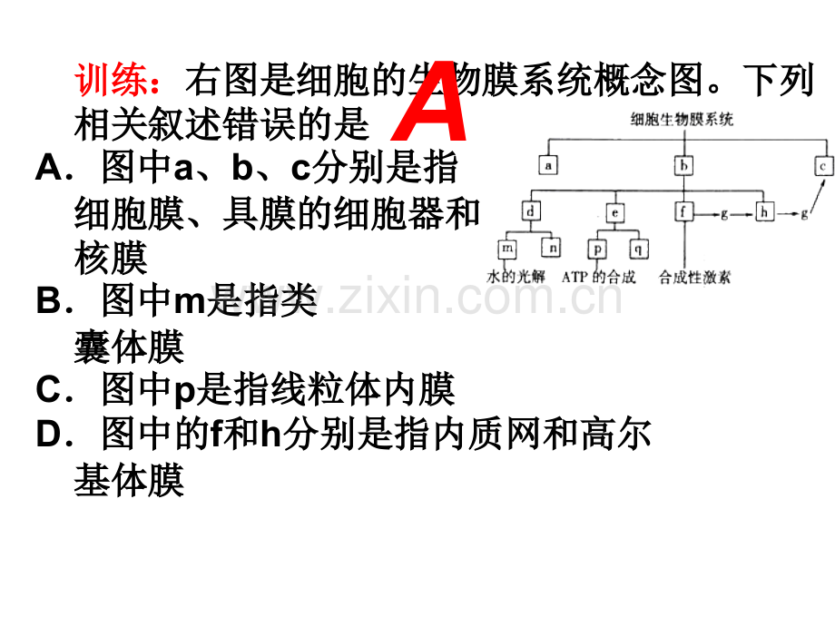 复习二细胞基本结构.pptx_第2页