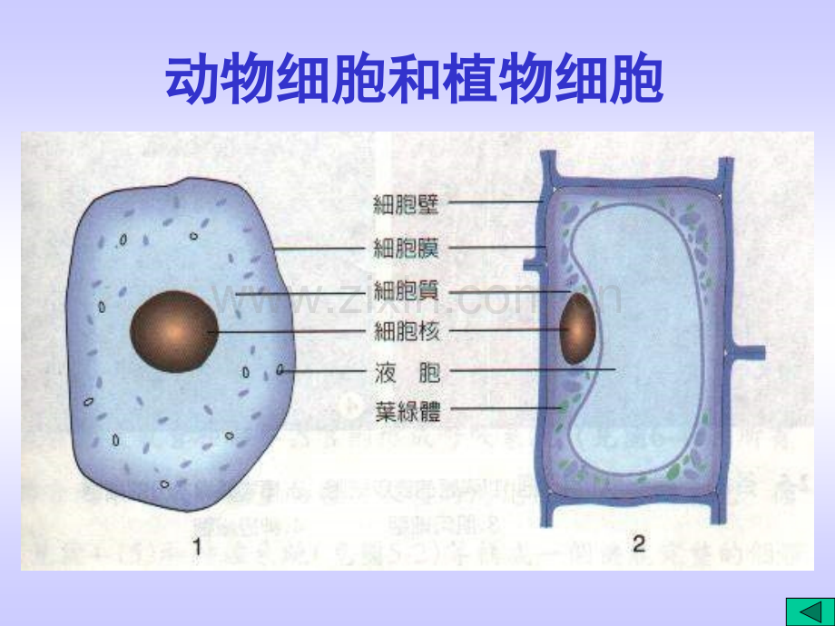 初中科学7年级上册观察生物复习.pptx_第3页