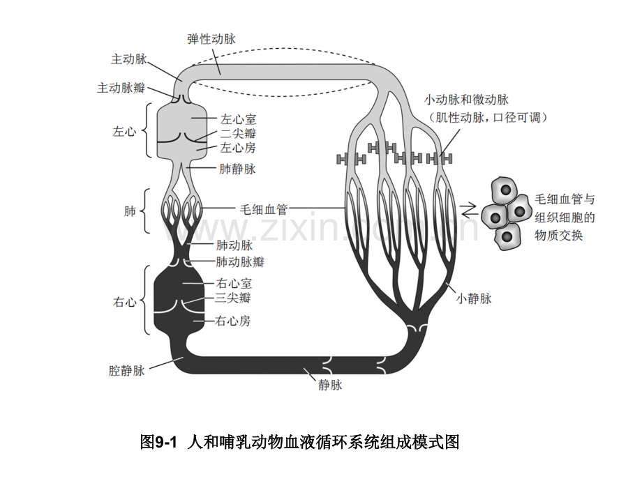 工作心肌细胞的动作电位.pptx_第2页