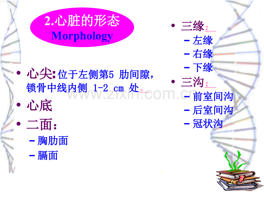 心脏解剖.pptx_第2页