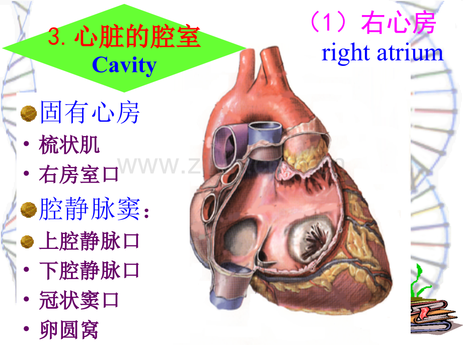 心脏解剖.pptx_第3页