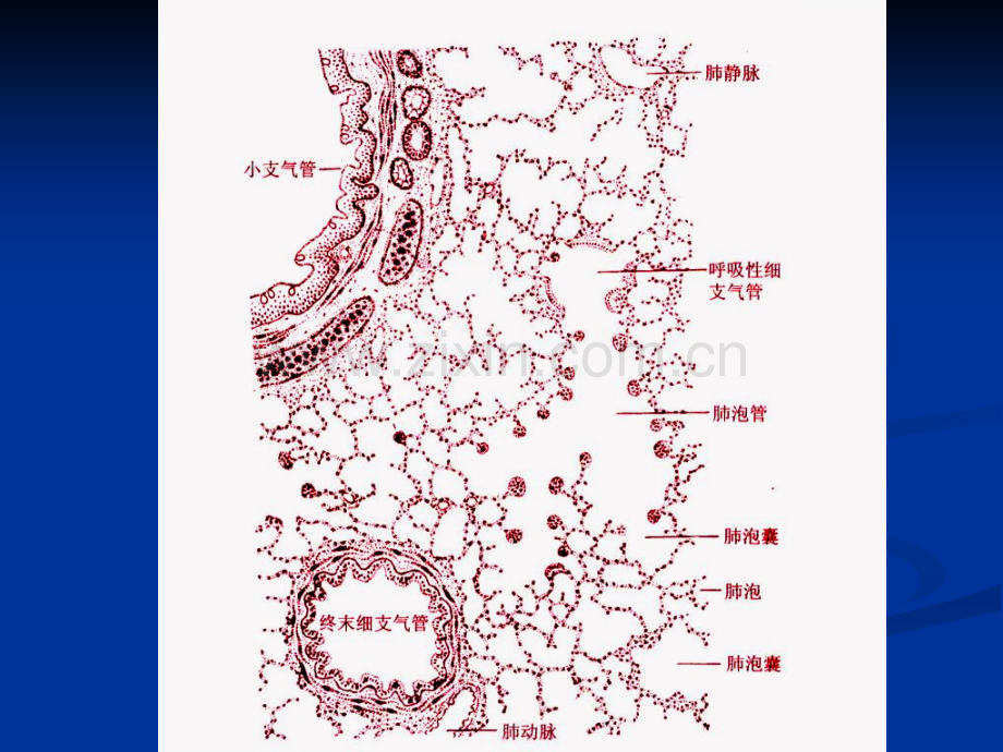 慢支炎肺气肿肺心病.pptx_第2页