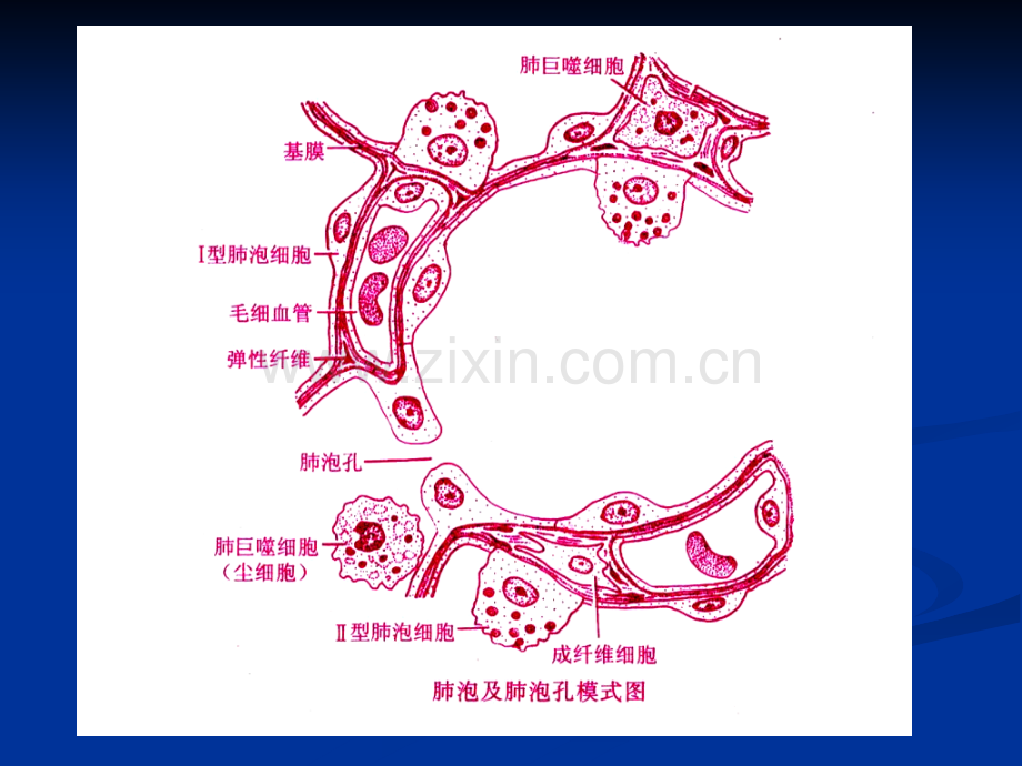 慢支炎肺气肿肺心病.pptx_第3页