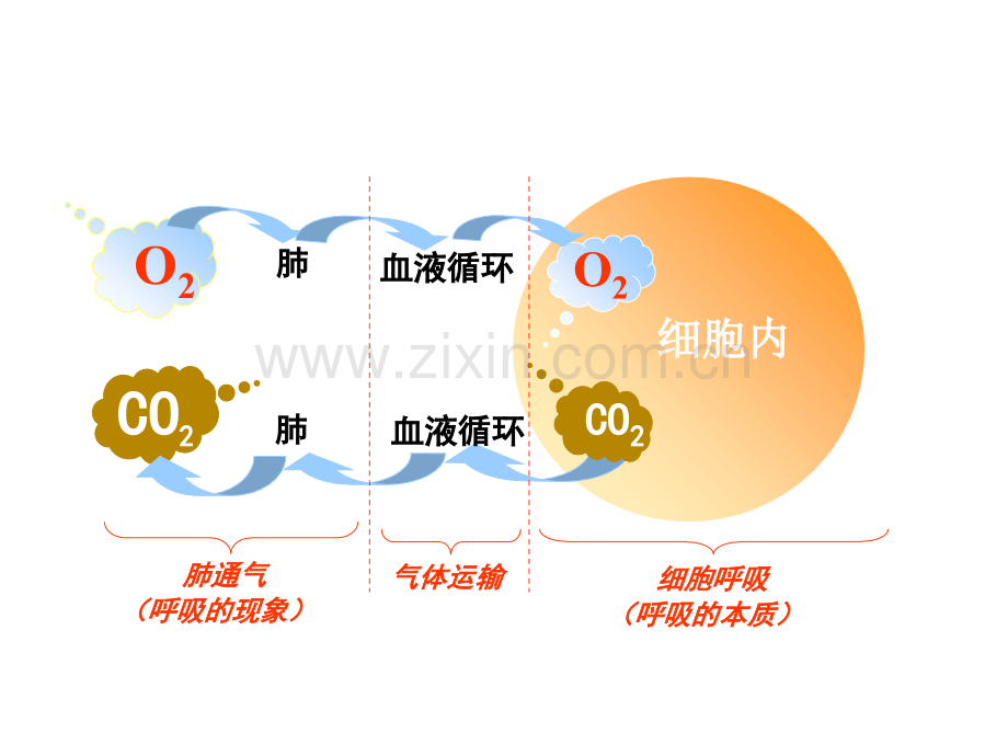 探究酵母菌细胞呼吸的方式.pptx_第2页