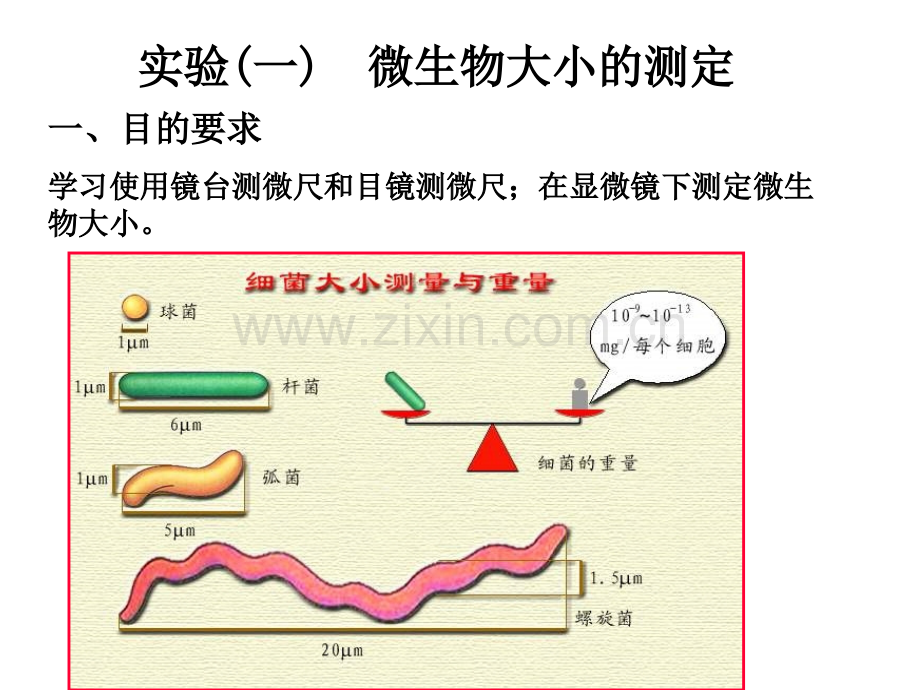 微生物实验微生物数量和大小测定.pptx_第2页