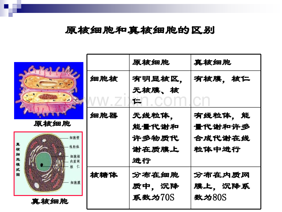 微生物的形态结构与分类二.pptx_第2页