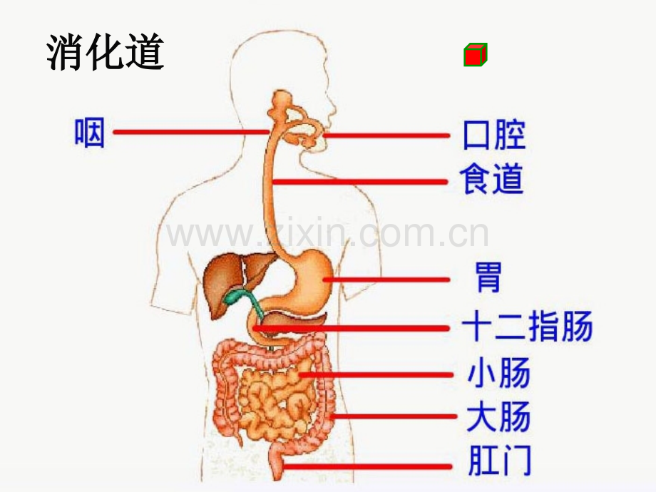 复习合理膳食平衡营养.pptx_第3页