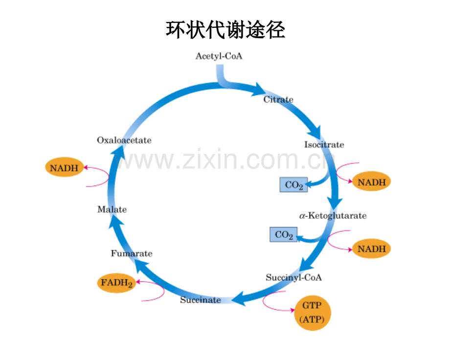 基础生化2011-糖代谢.pptx_第3页