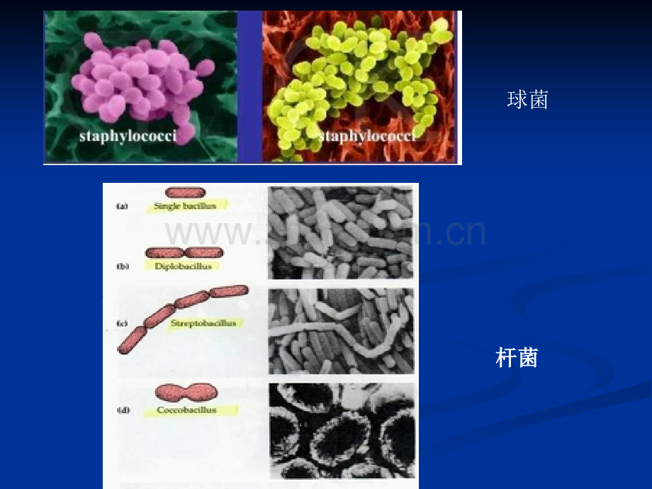 微生物实验二细菌的简单染色和革兰氏染色剖析.pptx_第2页