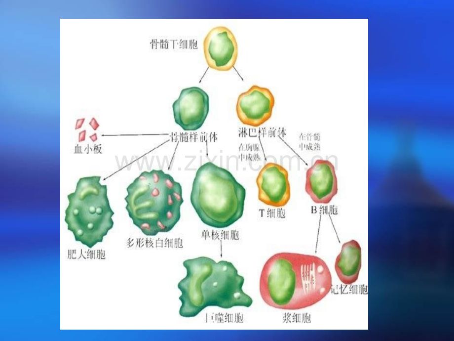 微生物医学人体免疫.pptx_第3页