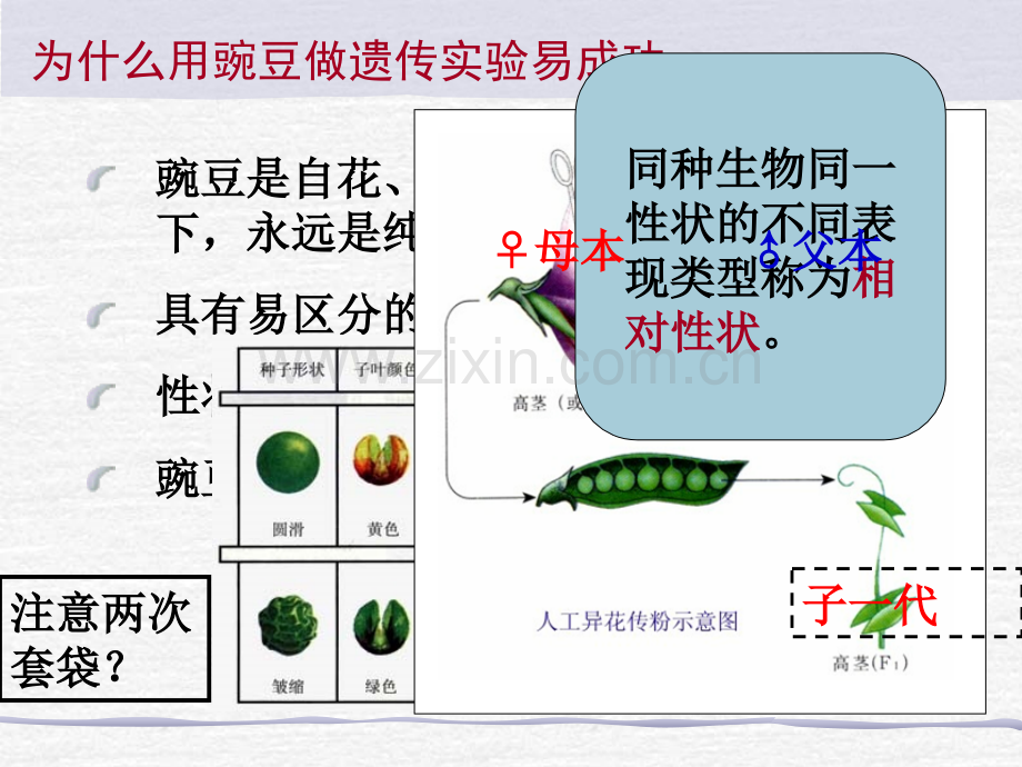 孟德尔的豌豆杂交实验一基因的分离定律.pptx_第3页