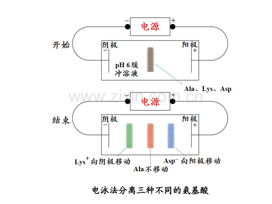 常见的生化与分子生物学技术大串讲.pptx_第3页