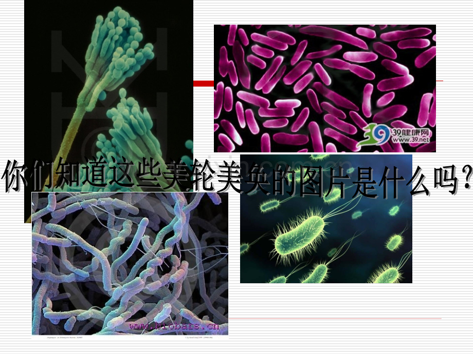 微生物与人类健康剖析.pptx_第1页