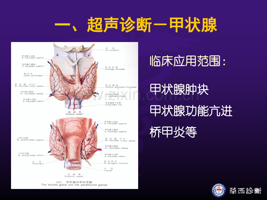 浅表器官及周围血管超声检查.pptx_第3页