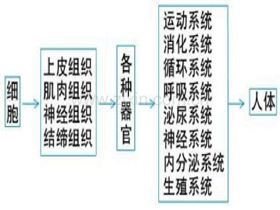 医学急救常识.pptx_第2页