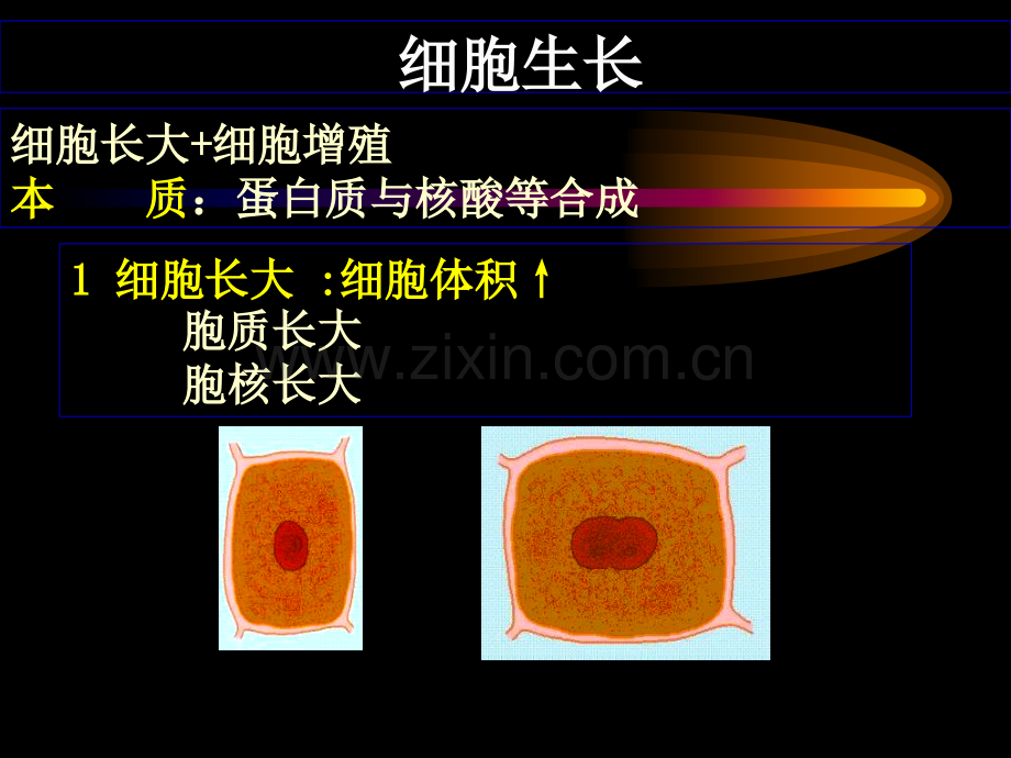 发育生物学第四周.pptx_第3页