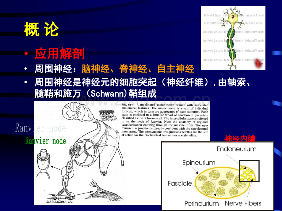 周围神经损伤.pptx_第2页