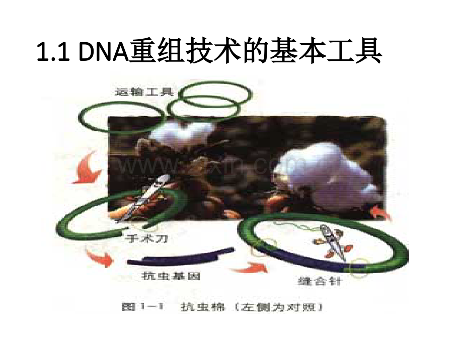 复习基因工程.pptx_第2页