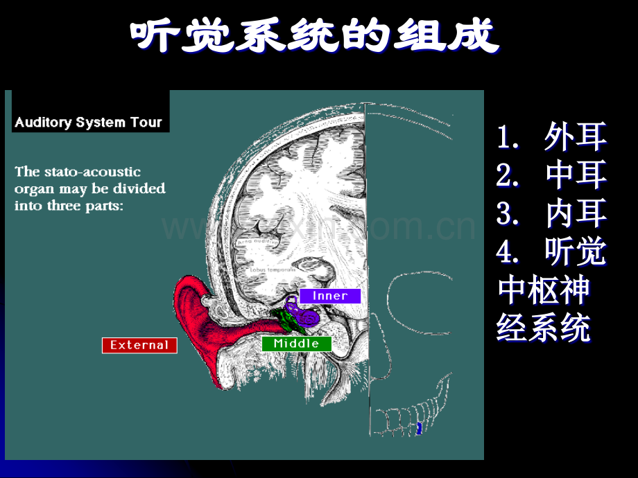 听觉系统解剖及生理201310月g.pptx_第3页