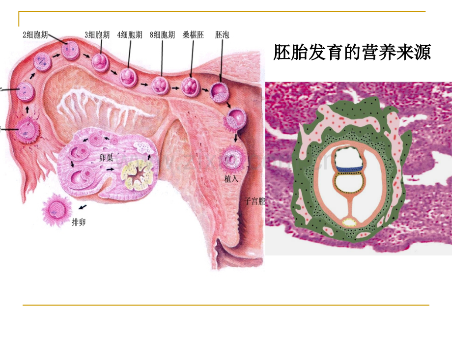 心血管发生.pptx_第2页