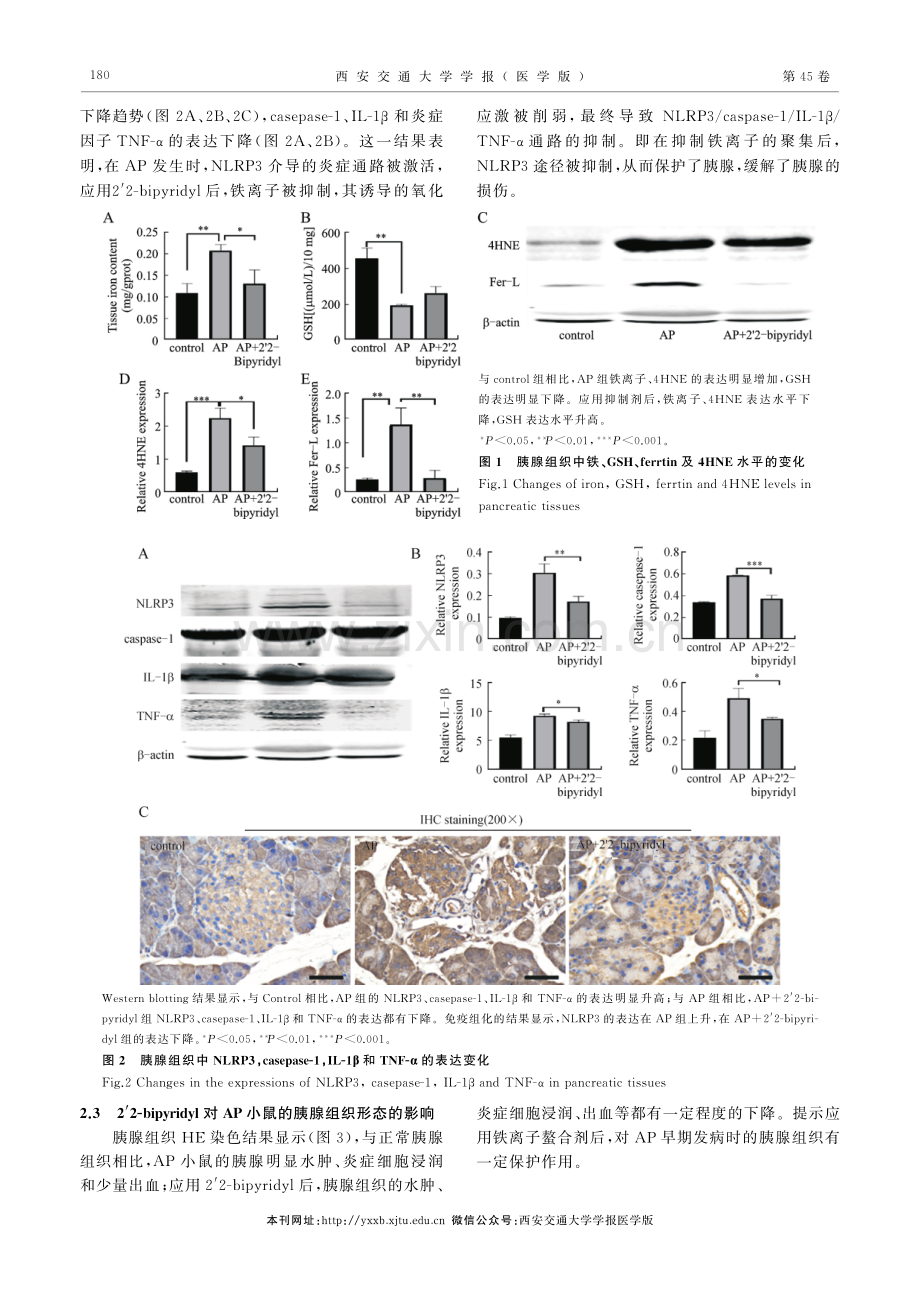 铁死亡对急性胰腺炎胰腺组织炎症损伤影响的初探.pdf_第3页