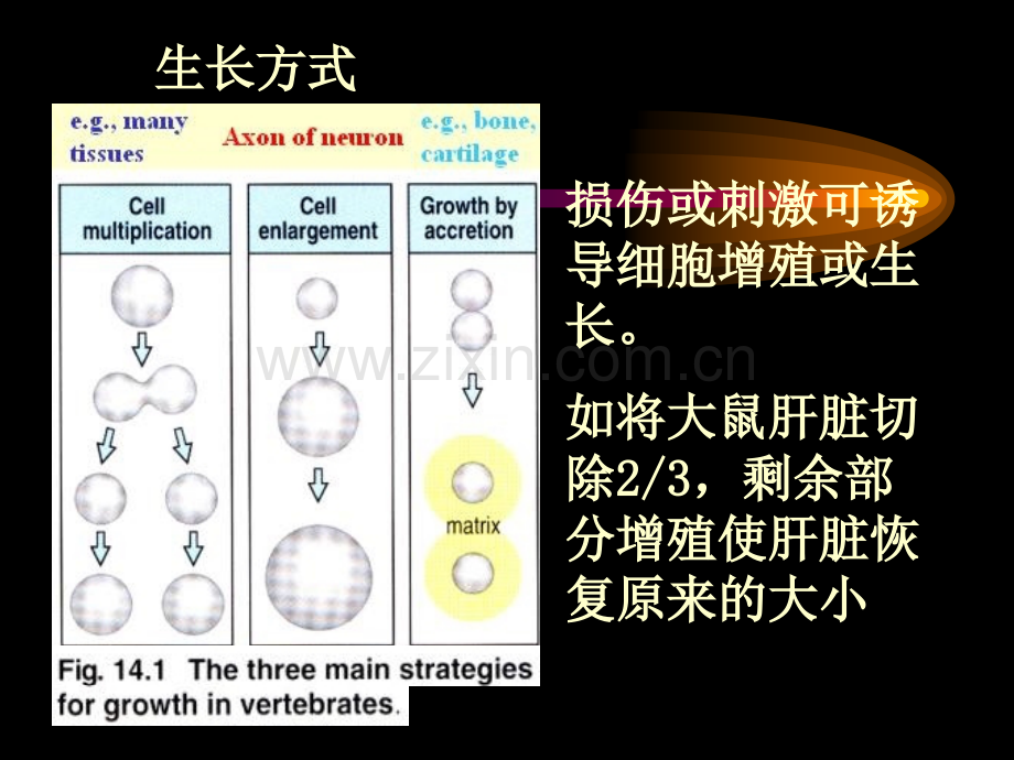 发育生物学第四周简.pptx_第3页