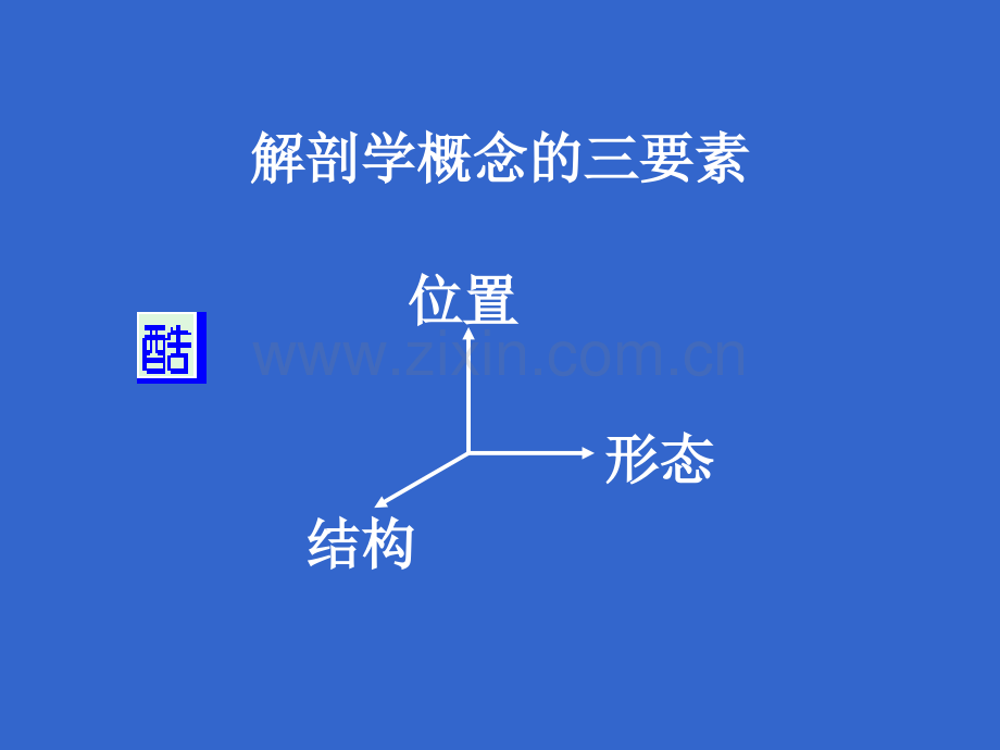 基础医学中山医博士考试辅导班解剖.pptx_第2页