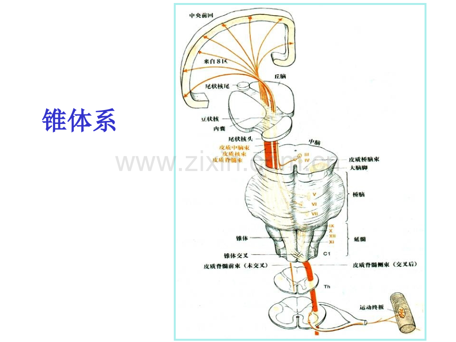 常见神经系统疾病定位诊断.pptx_第3页