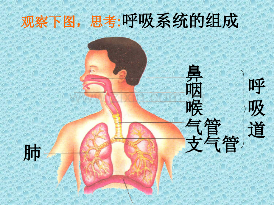 呼吸道对空气处理.pptx_第2页