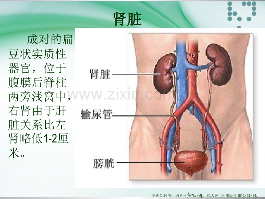 文献汇报肾功能不全患者的用药监护.pptx_第2页