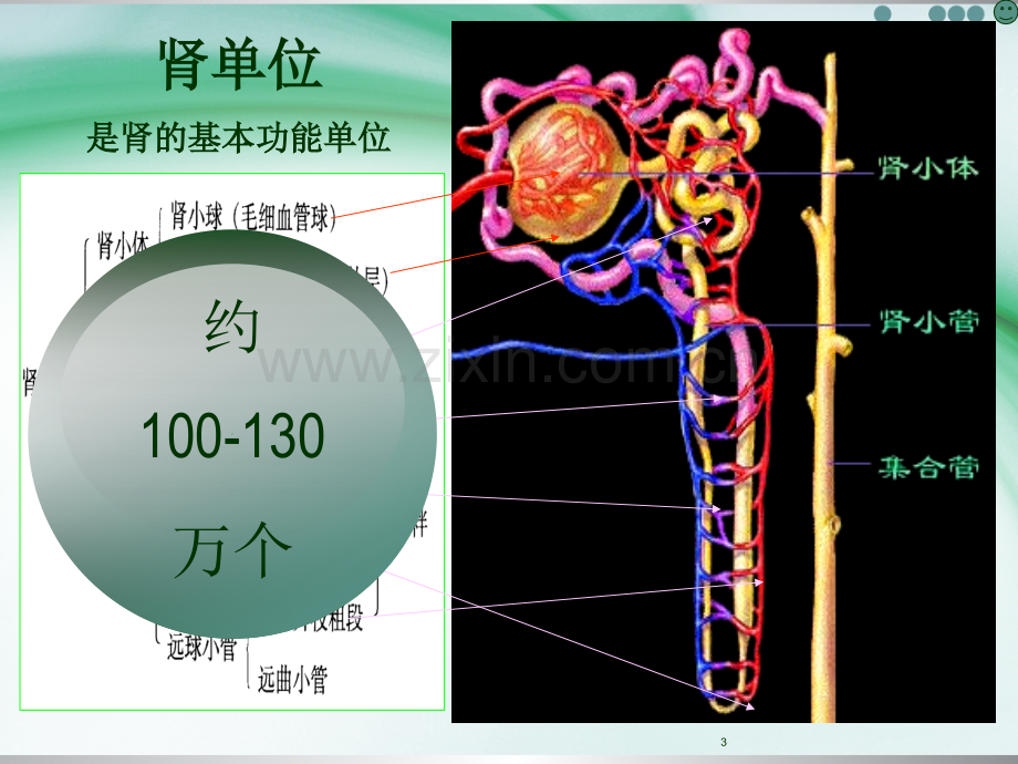 文献汇报肾功能不全患者的用药监护.pptx_第3页