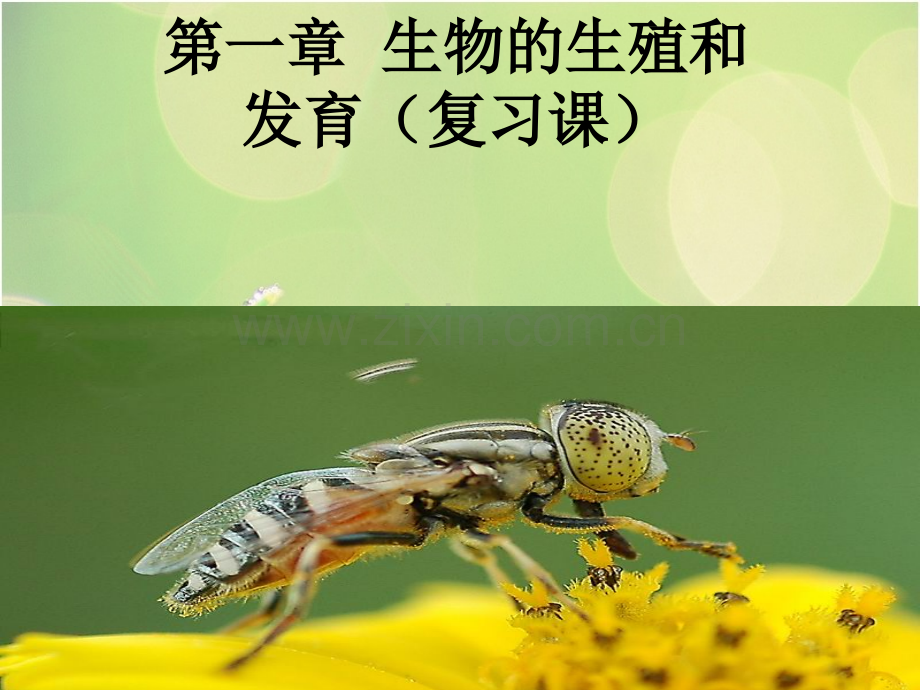 复习人教版八年级下册生物的生殖和发育.pptx_第1页