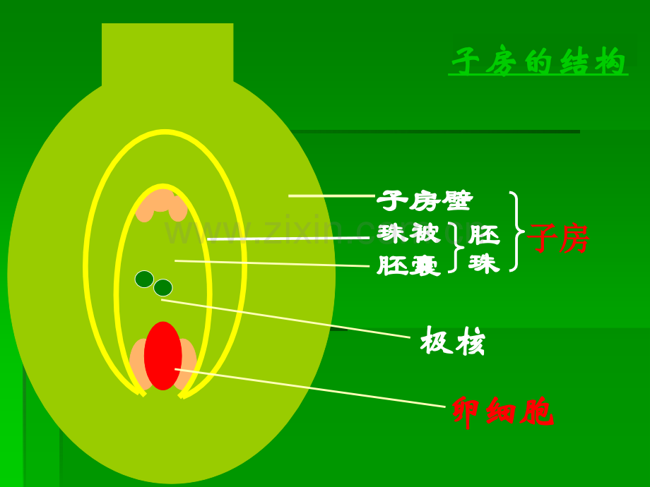 孟德尔的豌豆杂交实验一.pptx_第3页