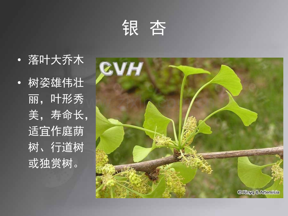 常见园林植物1.pptx_第1页