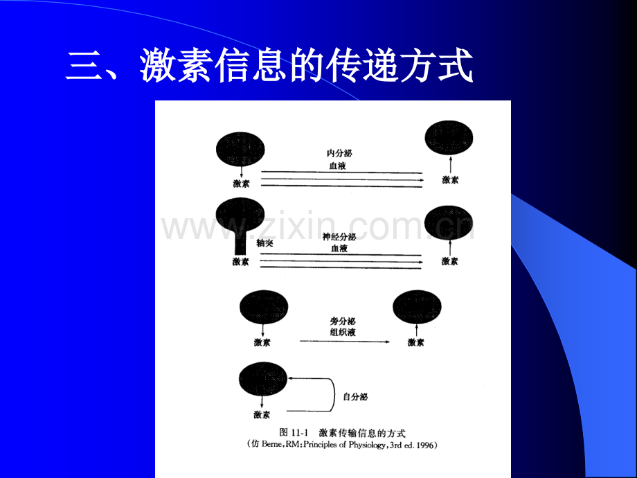 内分泌系统医学生理学.pptx_第3页