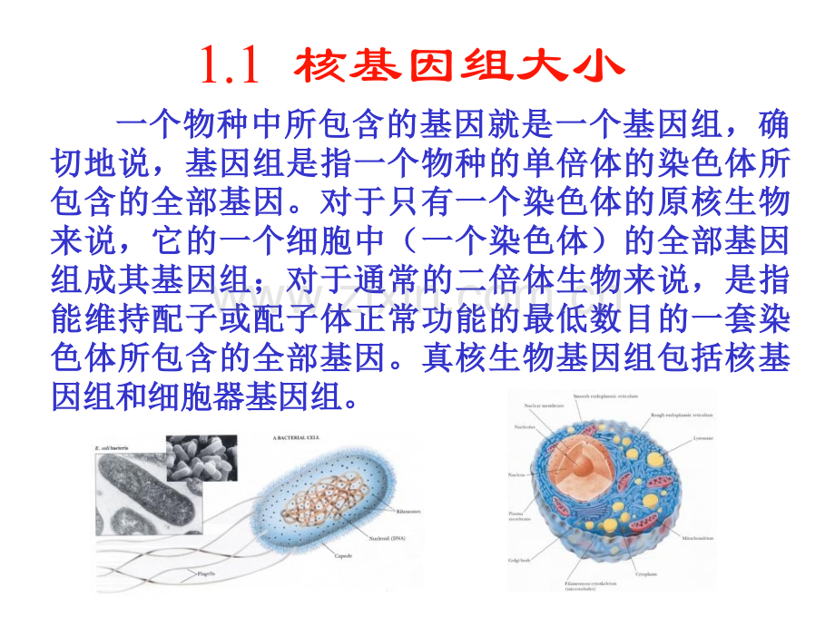 分子生物学细胞核基因组.pptx_第2页