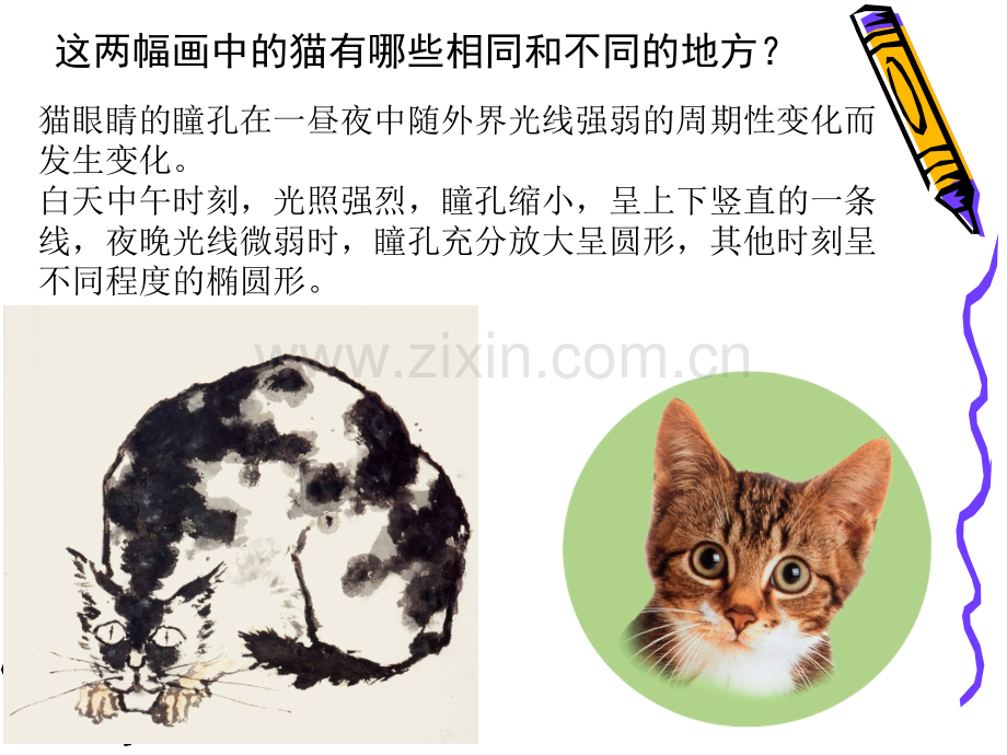 浙美版小学美术二年级下册可爱的猫咪.pptx_第2页