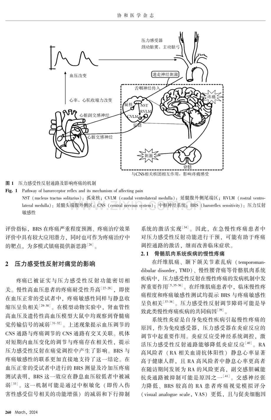 压力感受性反射在疼痛调控中的机制及临床应用.pdf_第3页